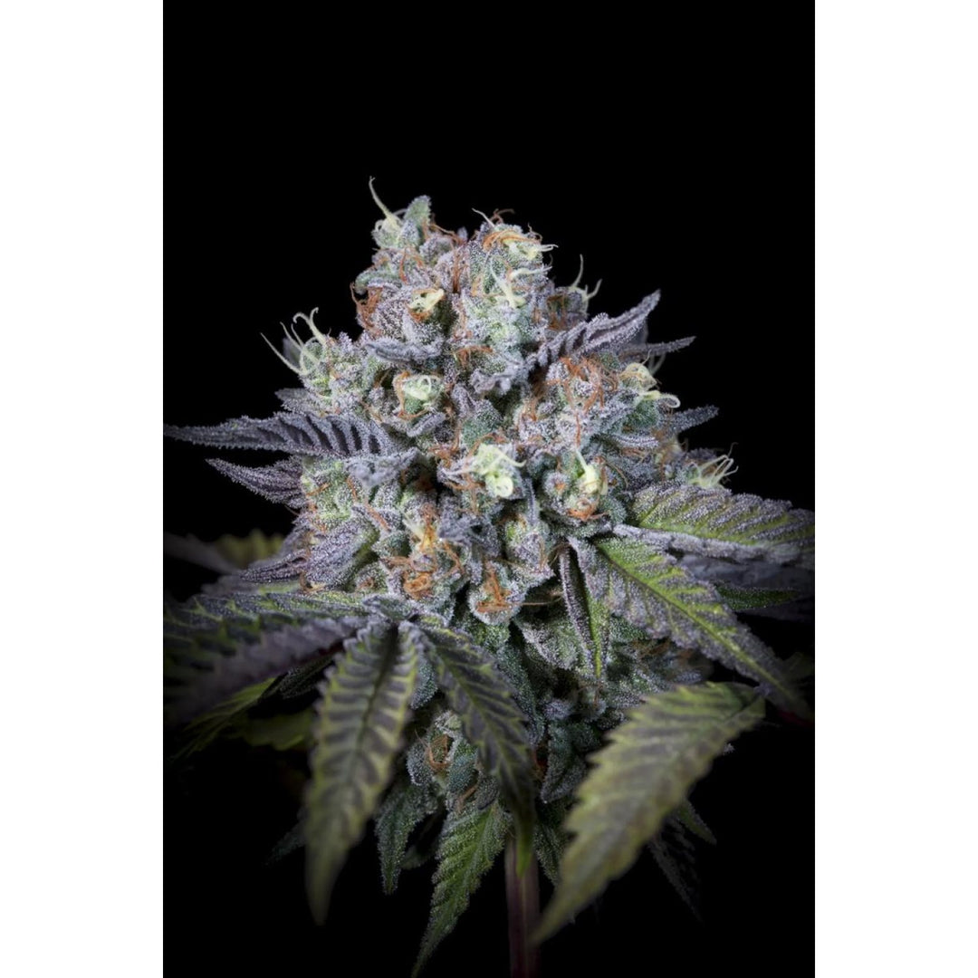 Paradise Seeds Purple Mints Fem 3St.