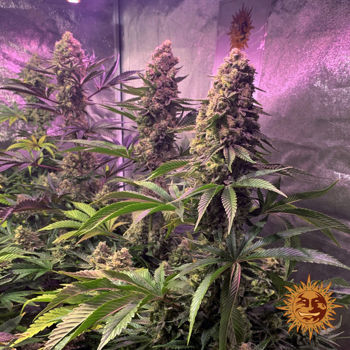 Barneys Farm Tropicanna Banana Fem 3St.