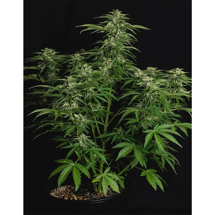 Royal Queen Seeds Apollo F1 Auto Fem. 3St.
