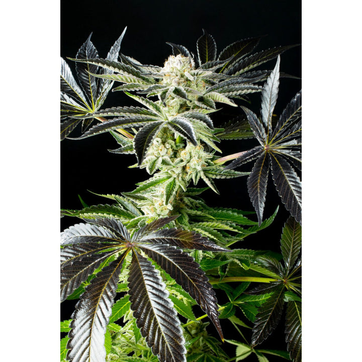 Kannabia Apple &amp; Bananas Fem. 3St.