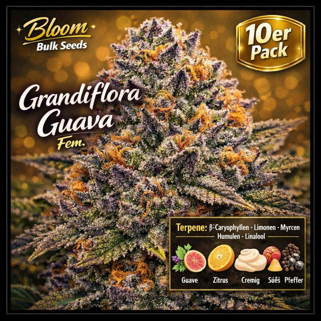 Bloom Bulk Seeds Grandiflora Guava Fem 10St.