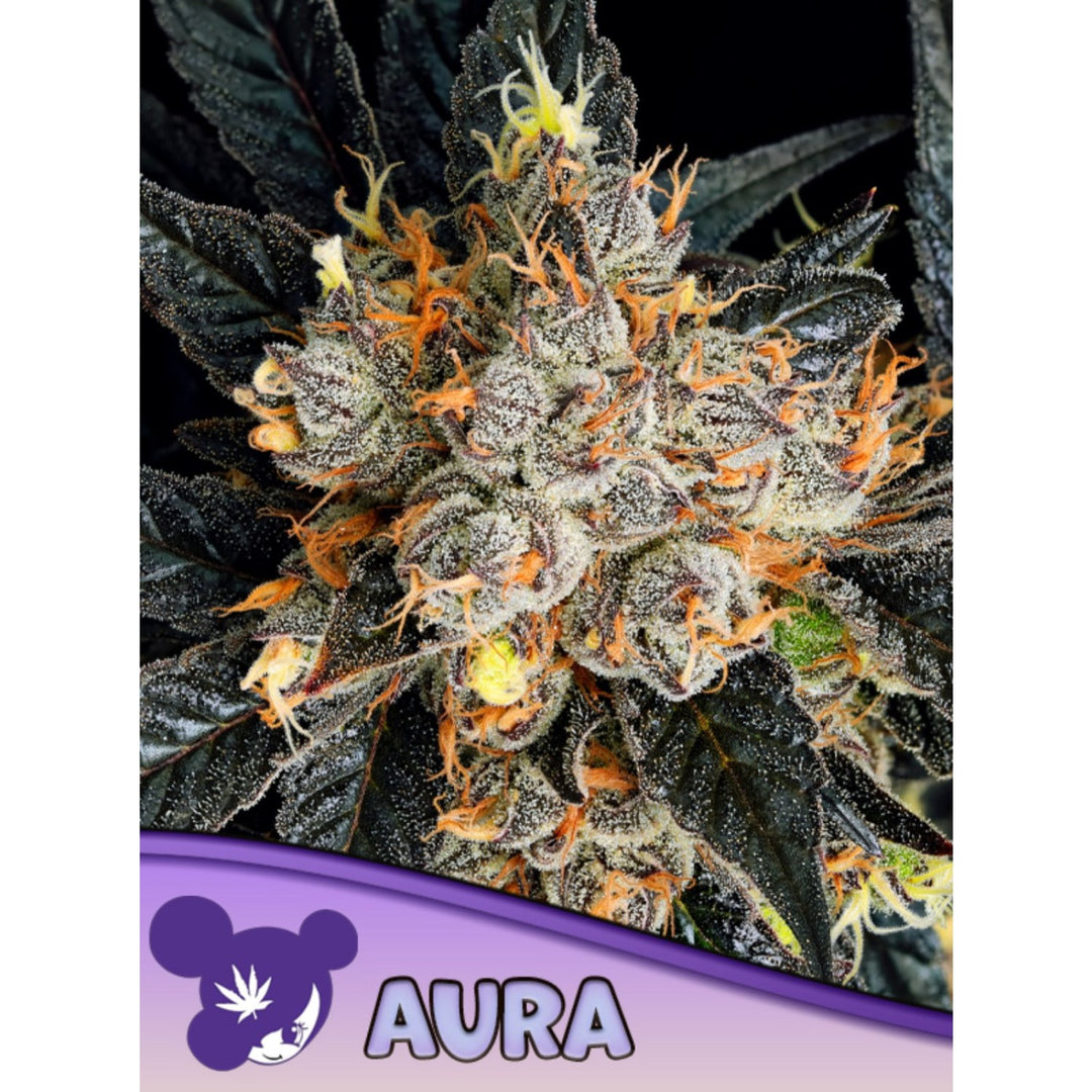 Anesia Aura Fem 3St.