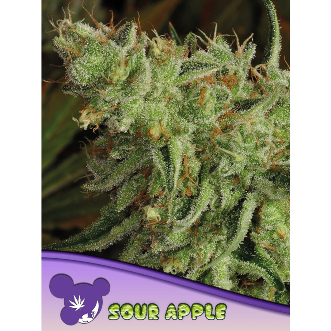Anesia Sour Apple Fem 3St.