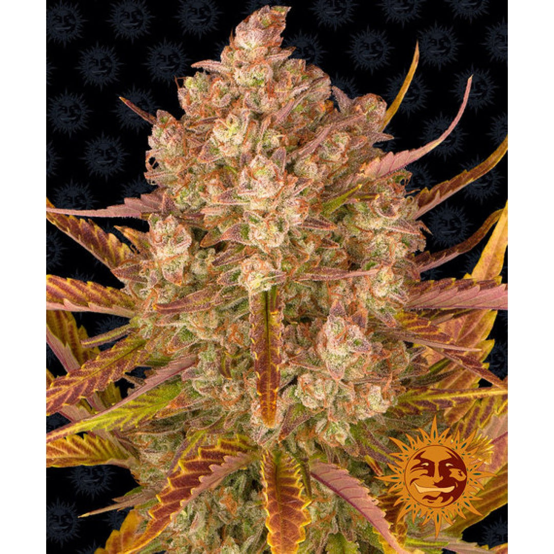 Barneys Farm Do-Si-Dos Auto Fem. 3St.