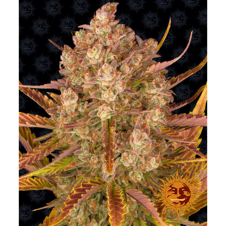 Barneys Farm Do-Si-Dos Auto Fem. 3St.