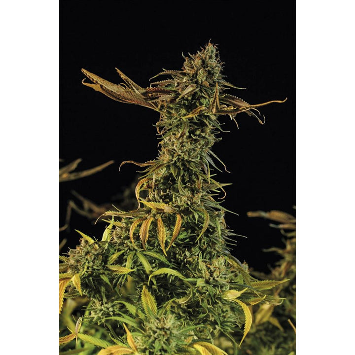 Humboldt Seeds Blueberry Headband Fem 3St.