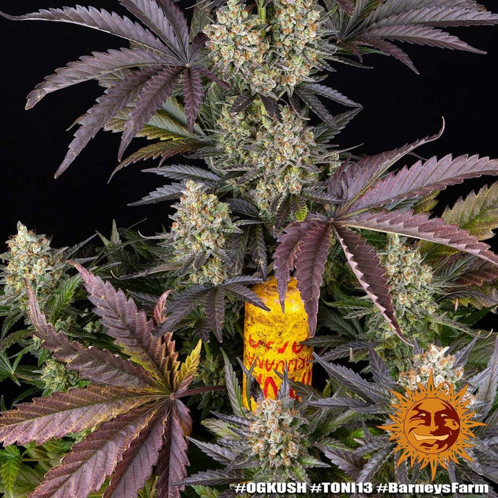 Barneys Farm OG Kush Fem 3St.