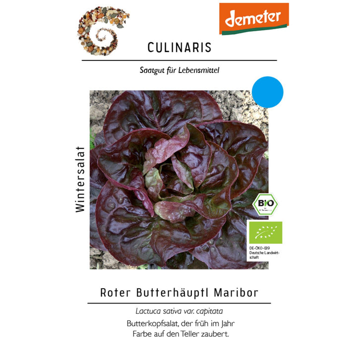Wintersalat Roter Butterhäuptl Maribor