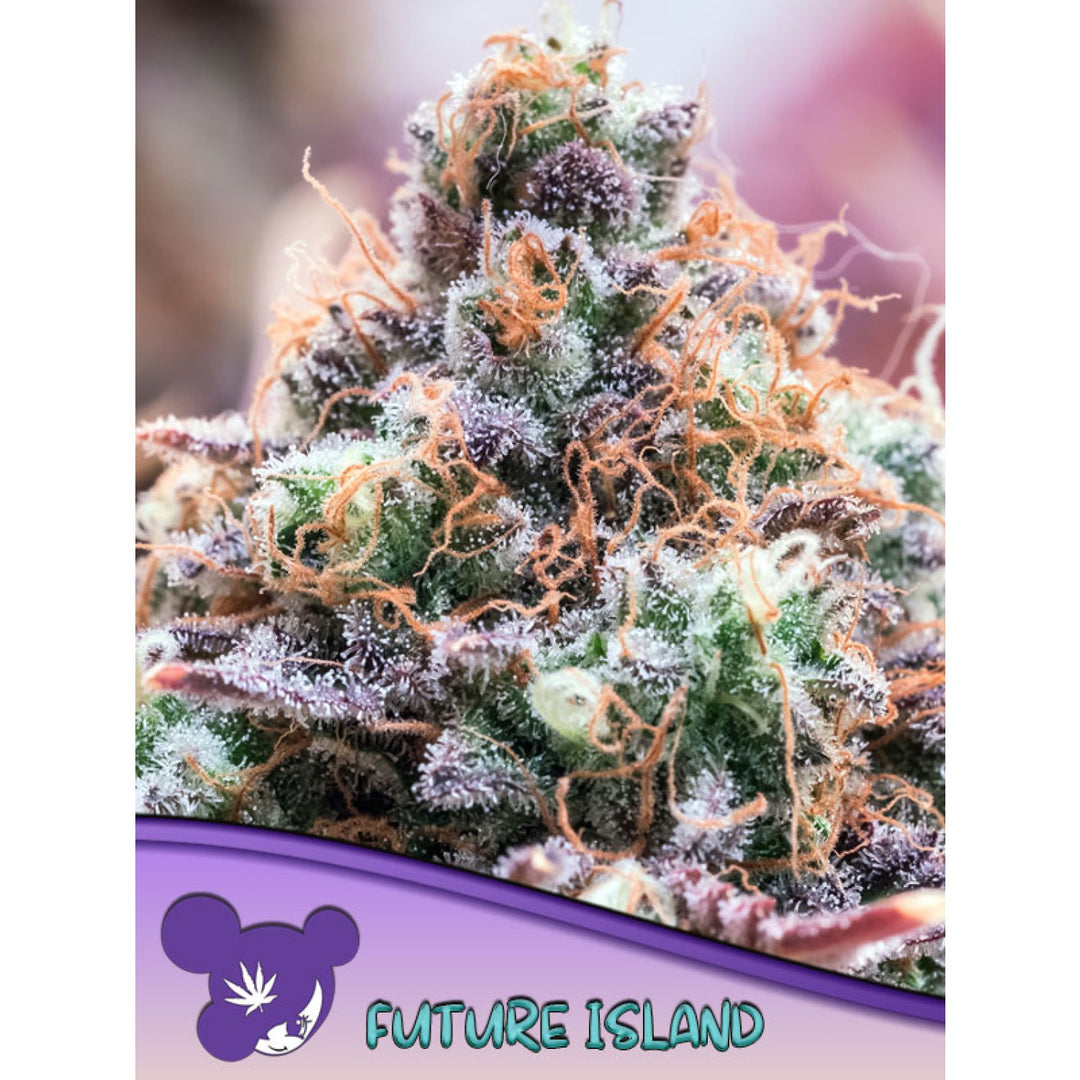 Anesia Future Island Fem 3St.