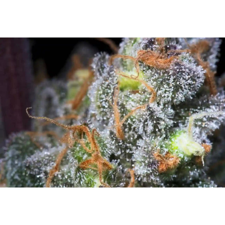 Paradise Seeds Caramba Fem 3St.