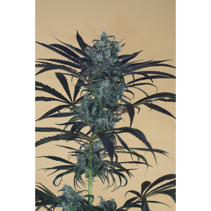 Humboldt Seeds Blueberry Headband Fem 3St.