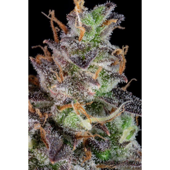 Fast Buds Lemon Pie Auto Fem 3St.