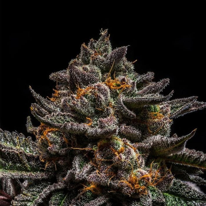Ripper Seeds Brain Cake Fem 3St.