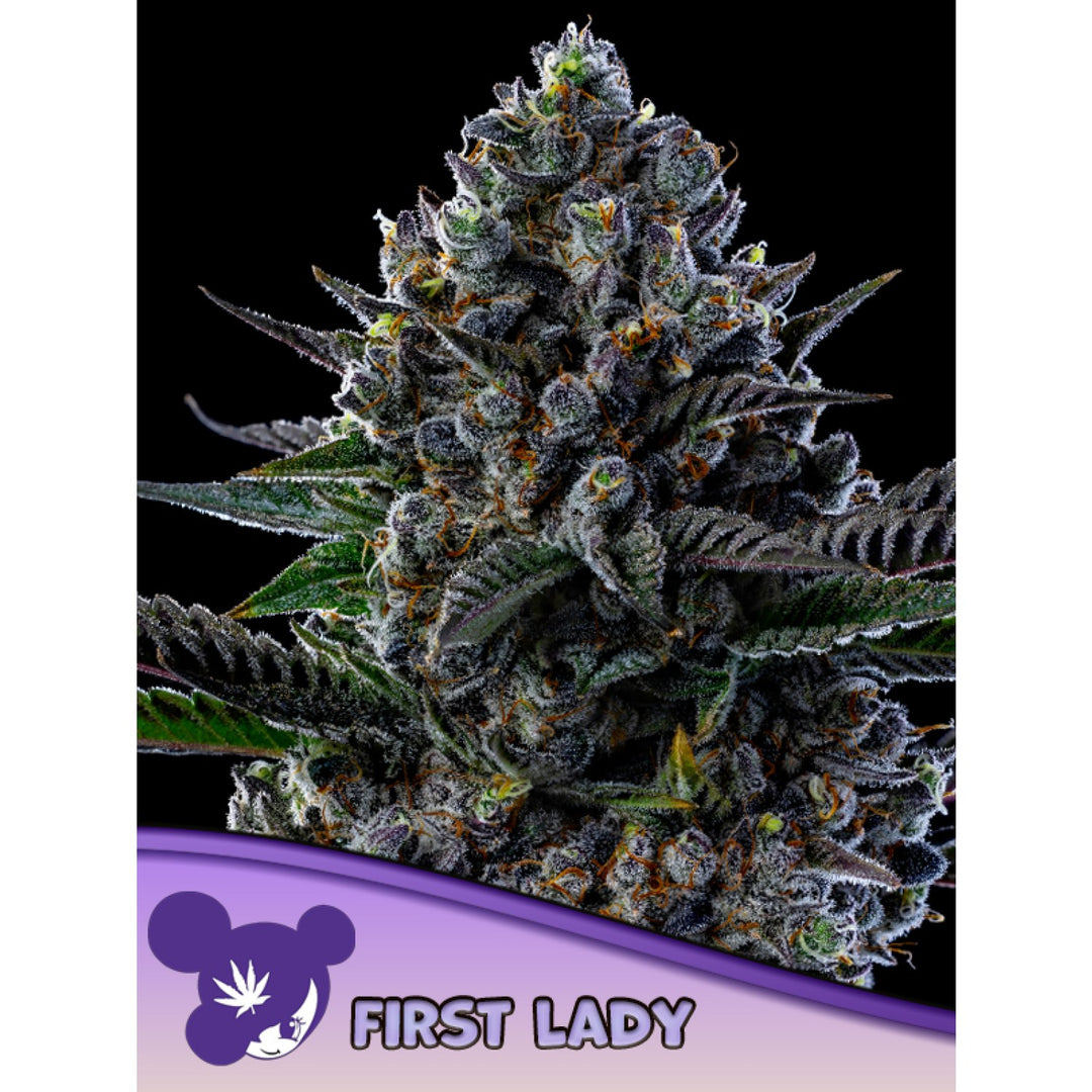 Anesia First Lady Fem 3St.