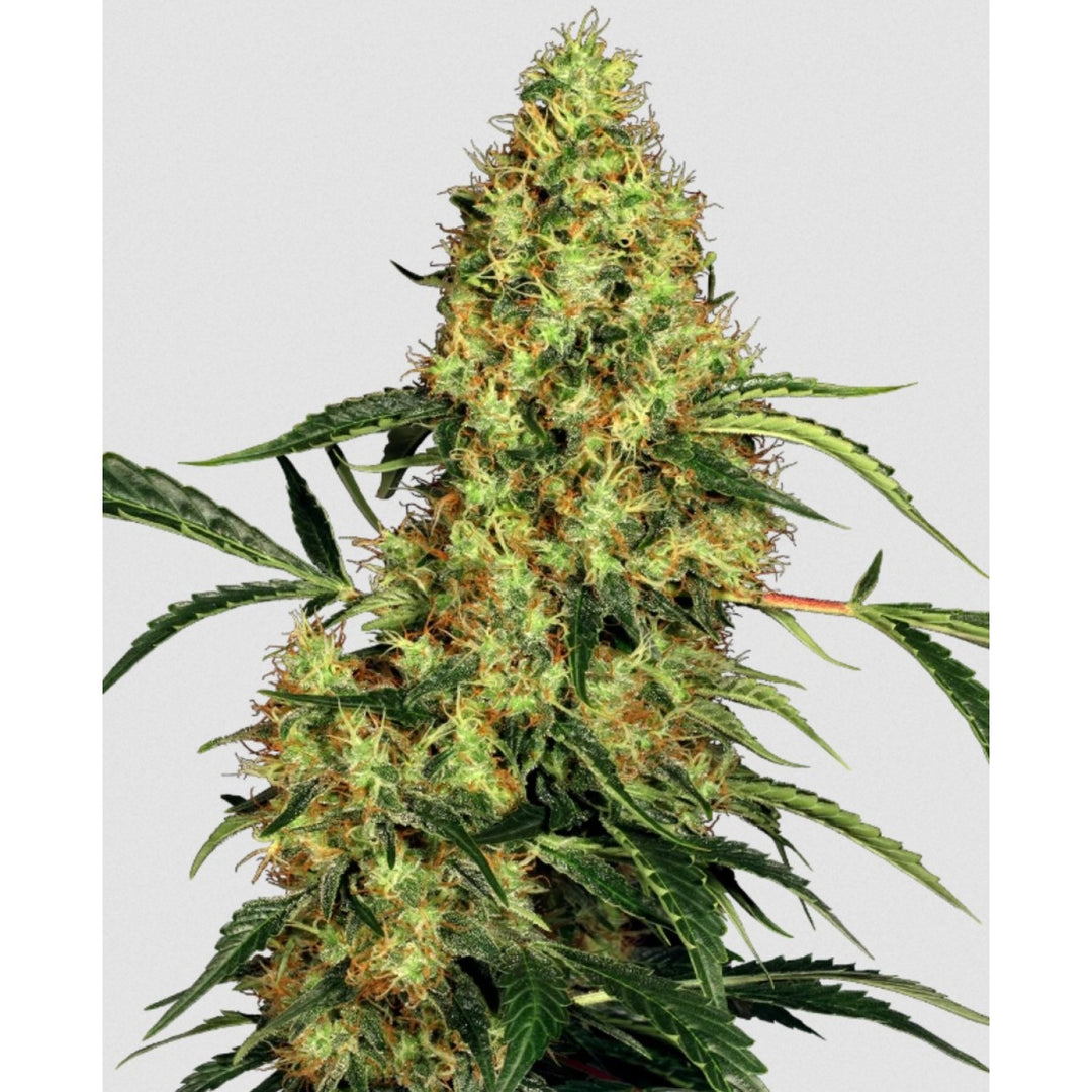 Sensi Seeds Mexican Sativa Fem 3St.
