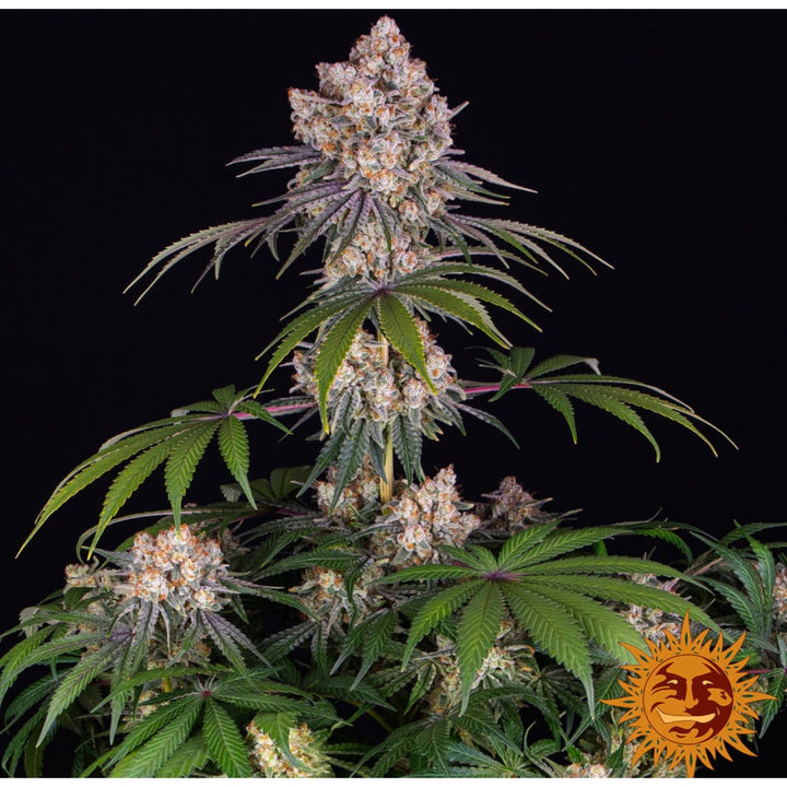 Barneys Farm Ice Cream Cake Fem 3St.