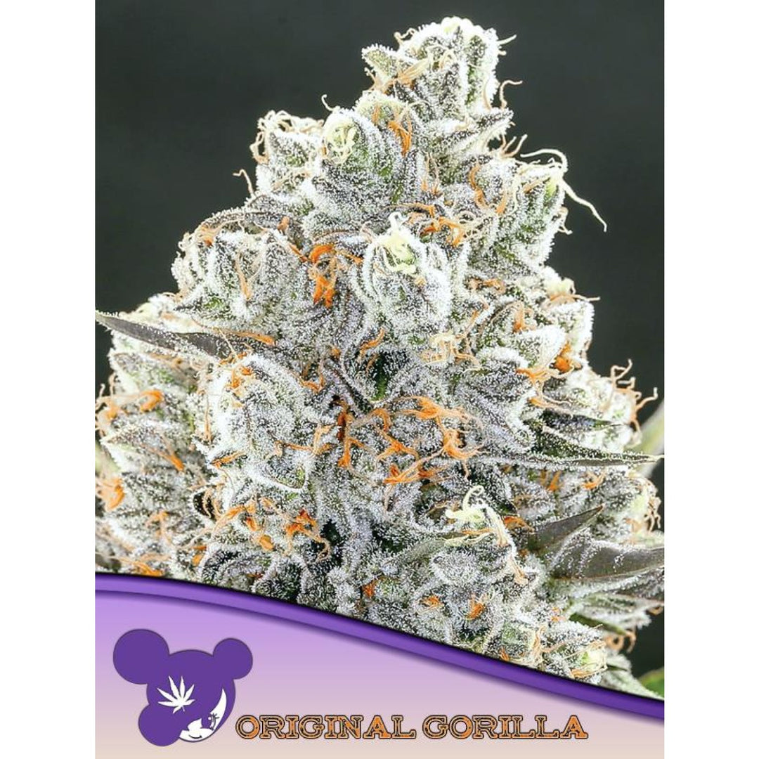 Anesia Original Gorilla 