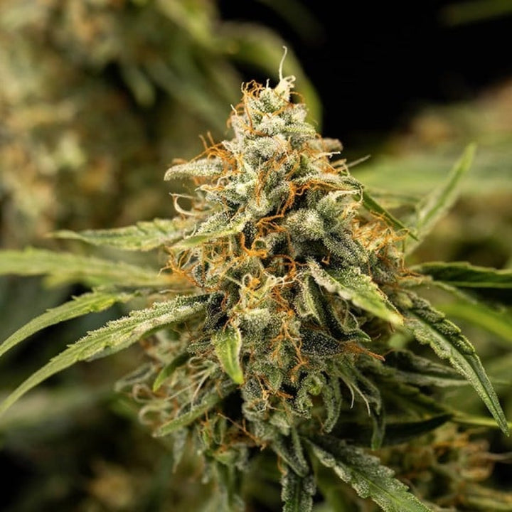 Royal Queen Seeds Medusa F1 Auto Fem. 3St.