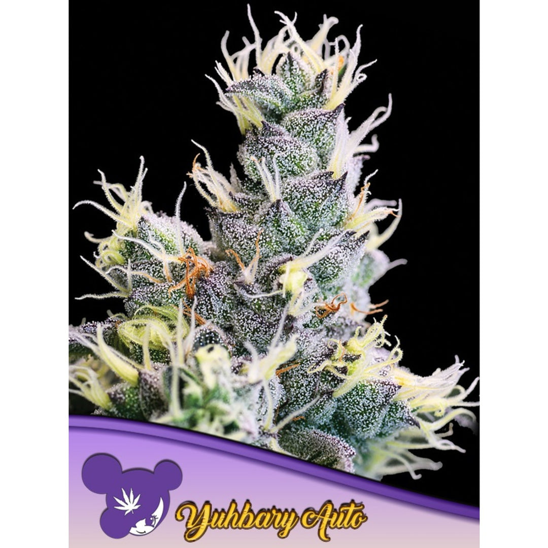 Anesia Yuhbary Auto Fem 3St.
