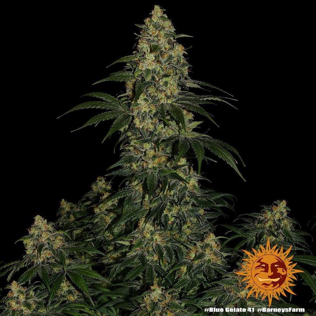Barneys Farm Blue Gelato 41 Fem. 3St.