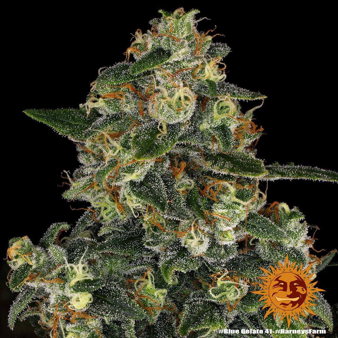 Barneys Farm Blue Gelato 41 Fem. 3St.