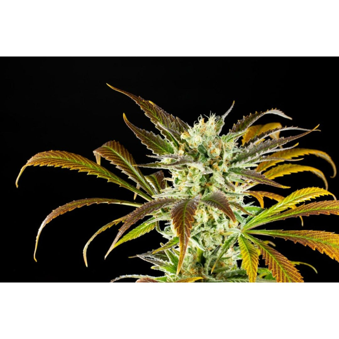 Kannabia Amnesi-K Haze Fem. 3St.