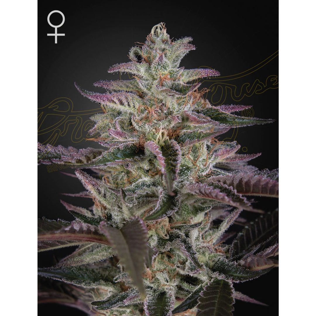 Green House Seed Co. Banana Krumble Fem. 3St.