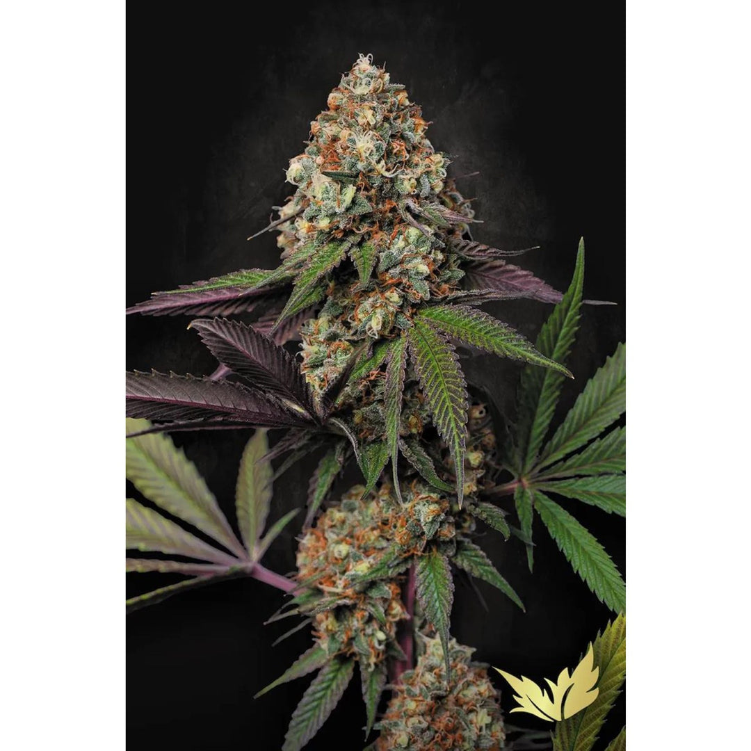 Paradise Seeds Caramba Fem 3St.