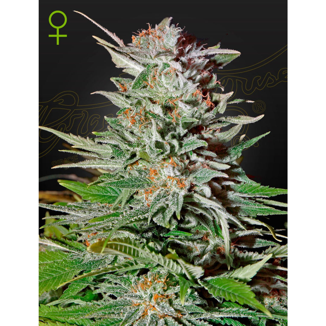 Green House Seed Co. Super Lemon Haze Auto Fem. 3St.
