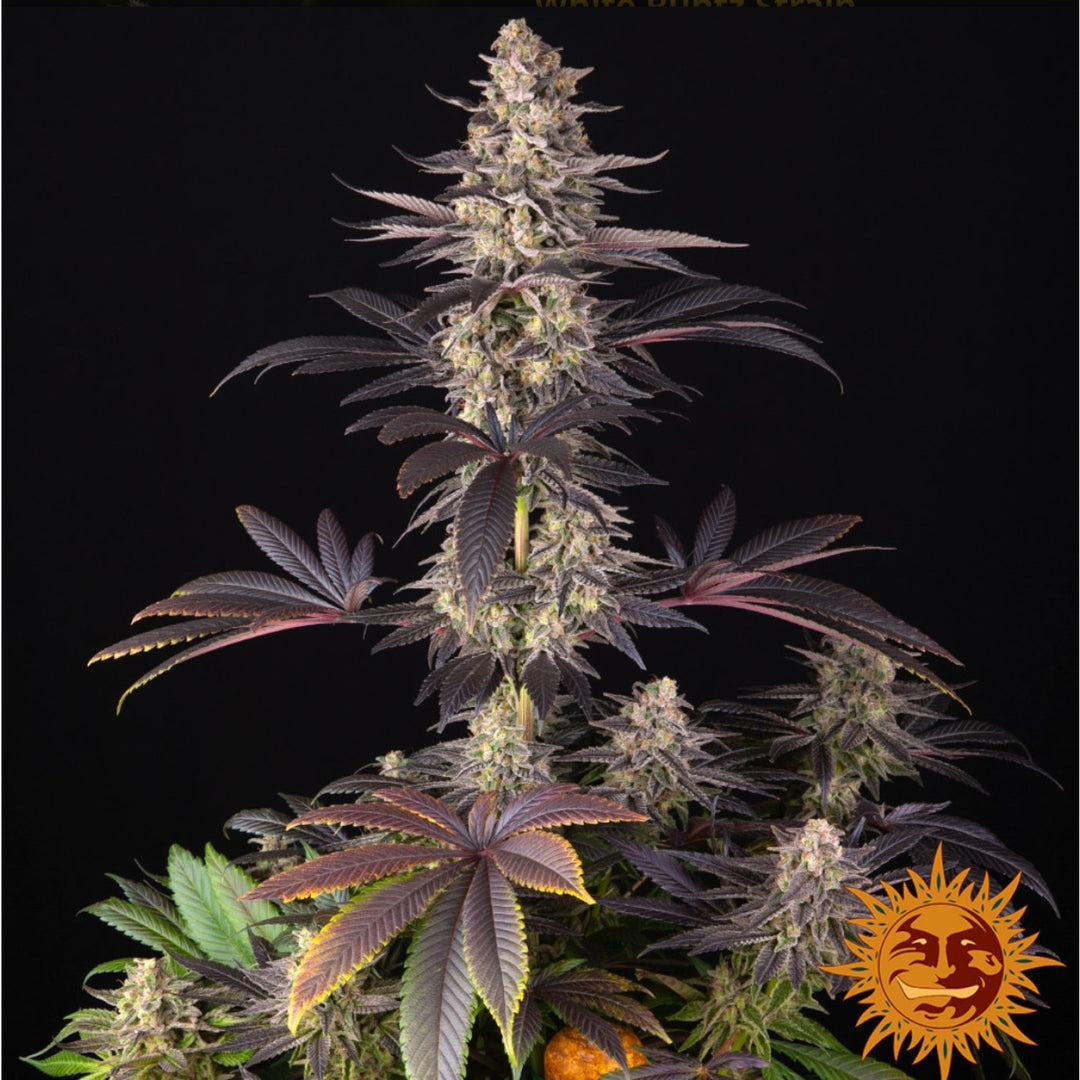 Barneys Farm White Runtz Fem 3St.