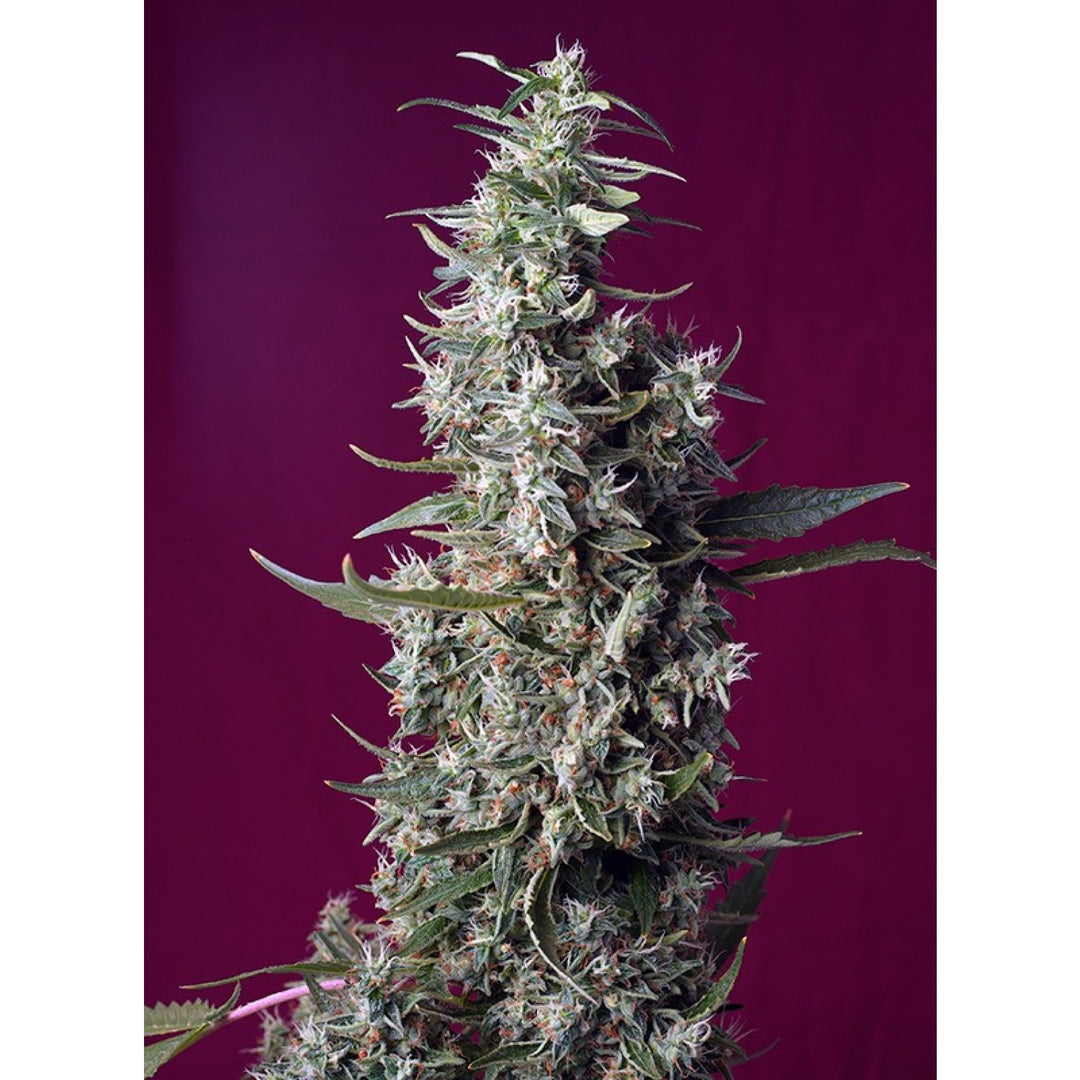 Sweet Seeds Sweet Cherry Pie Fem 3St.