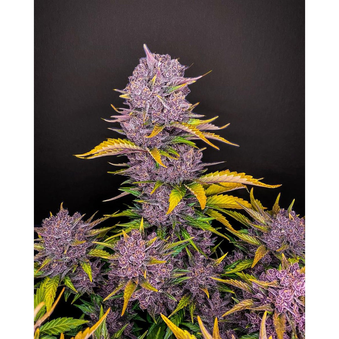 Fast Buds Purple Lemonade Auto Fem 3St.