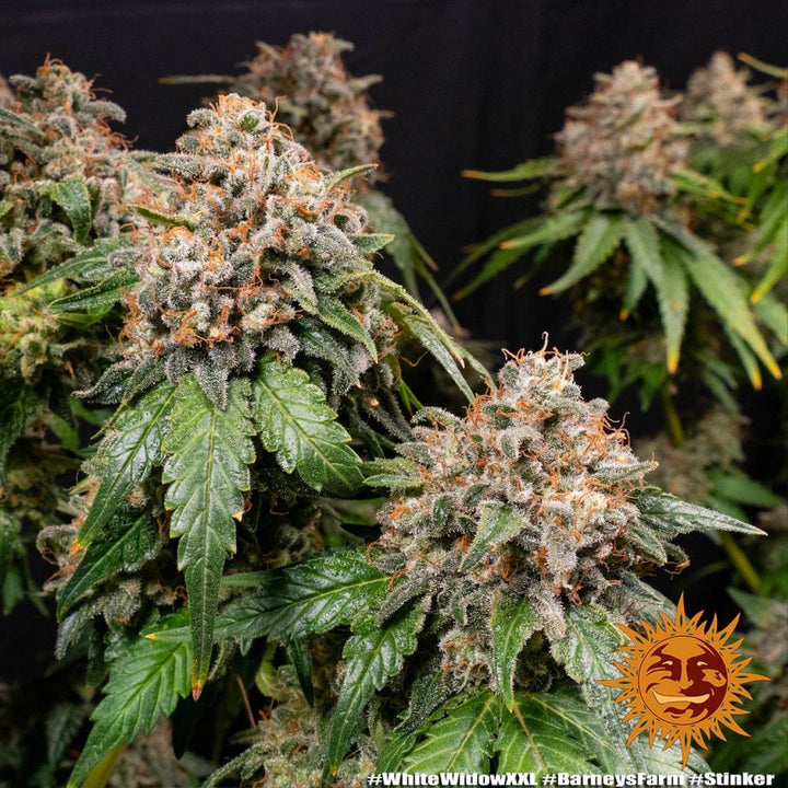 Barneys Farm White Widow XXL Fem. 3St.