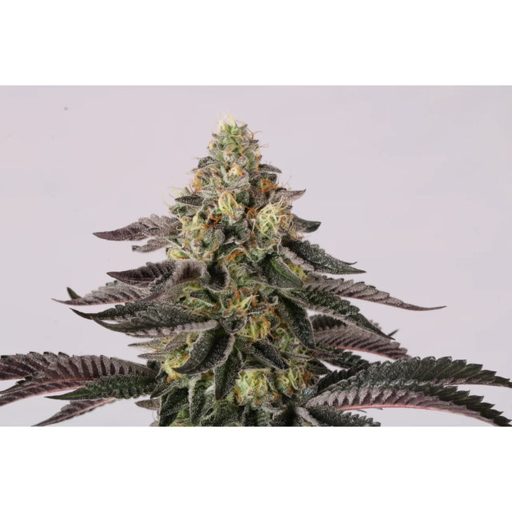 Paradise Seeds Sunset Paradise Fem 3St.