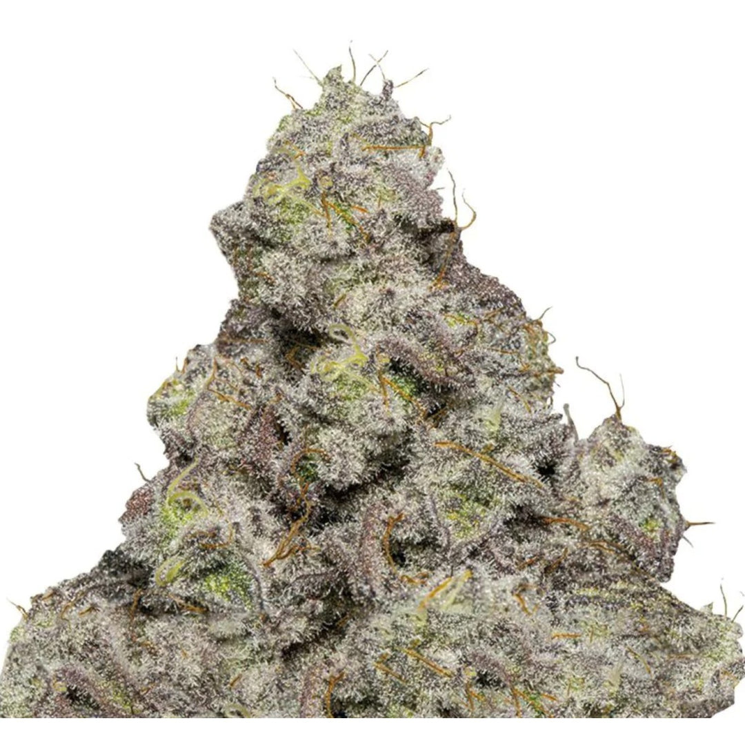 Growers Choice Blue Forest Berry Auto Fem 3St.