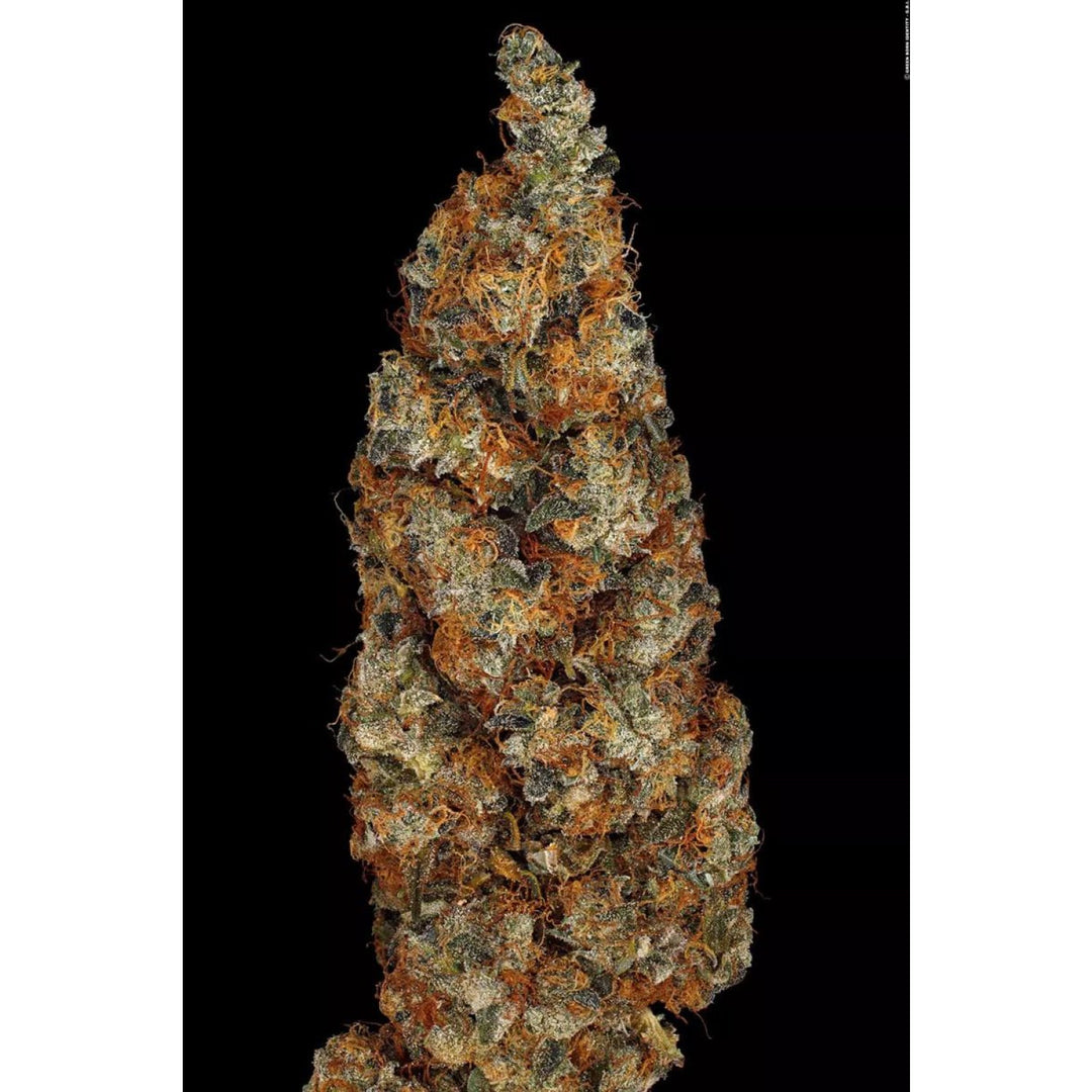 Paradise Seeds Rainbow Road Fem 3St.