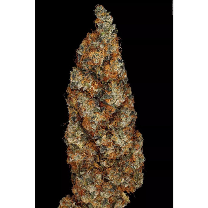 Paradise Seeds Rainbow Road Fem 3St.