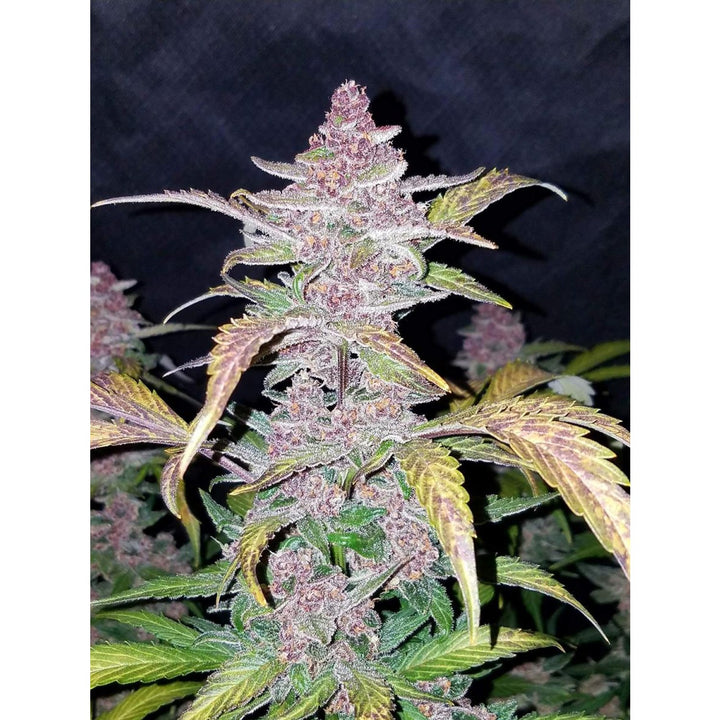 Fast Buds Blackberry Auto Fem 3St.