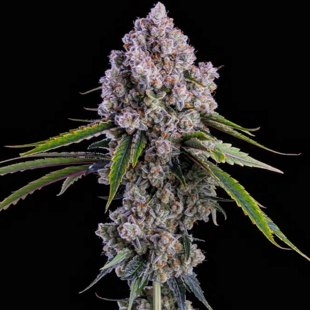 Ethos Pepe Silvia R1 Fem 5St.