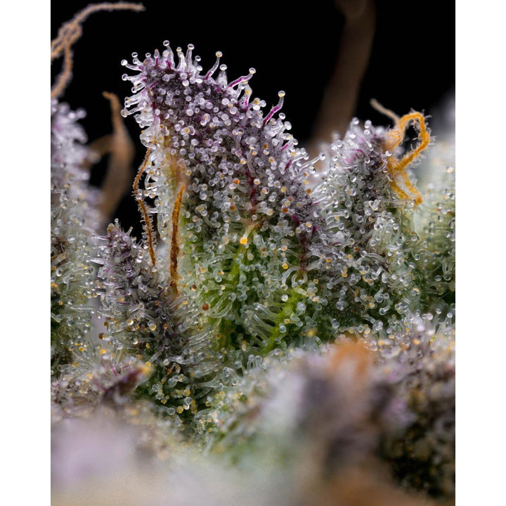 Barneys Farm GMO Cookies Fem 3St.