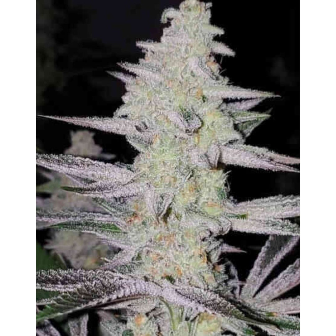 In House Genetics Frozen Grapes Fem 3St.