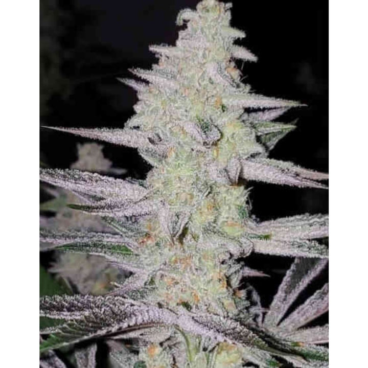 In House Genetics Frozen Grapes Fem 3St.