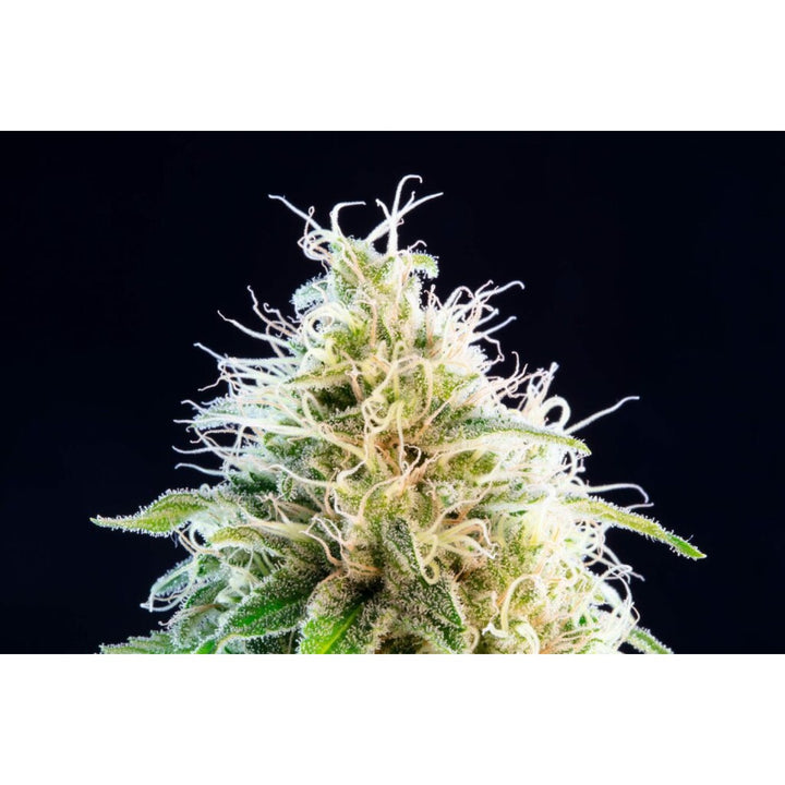 Kannabia Kama Kush CBD Fem. 3St.