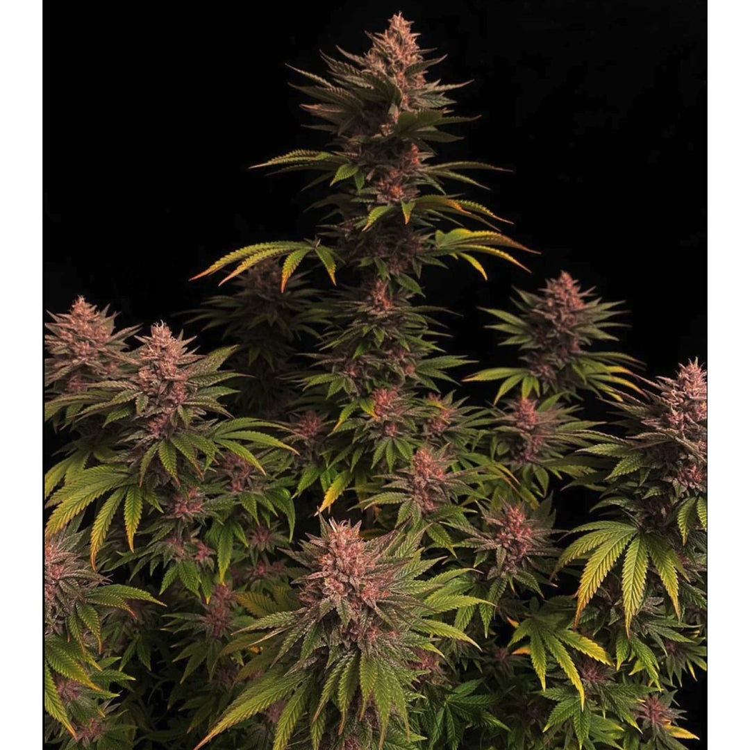 Fast Buds Purple Lemonade FF Fem 3St.
