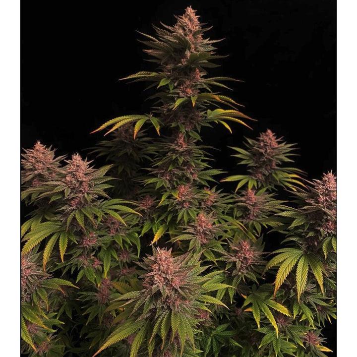 Fast Buds Purple Lemonade FF Fem 3St.
