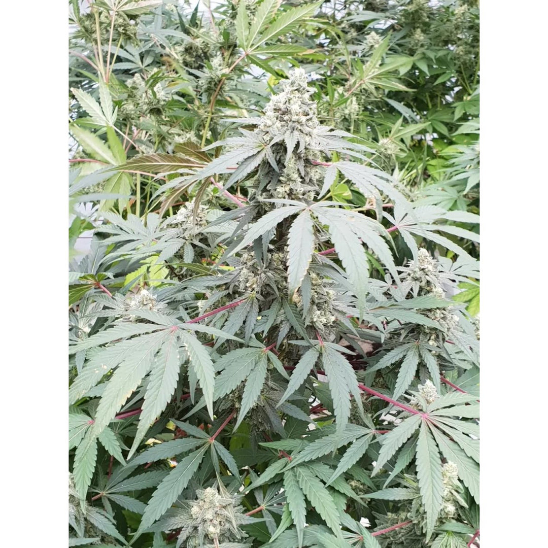Paradise Seeds Lemonade Auto Fem 3St.