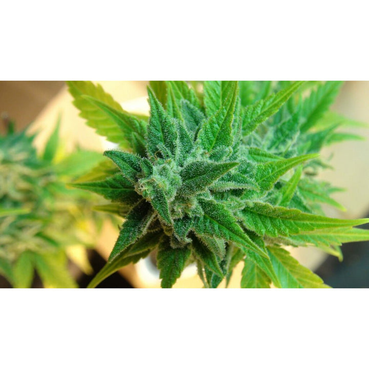 Kannabia Afrodite Fem. 3St.