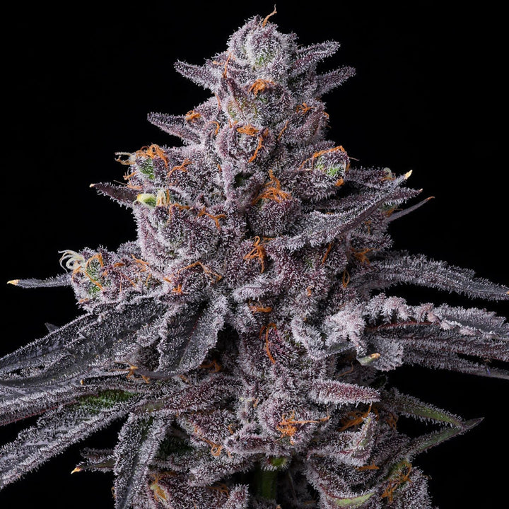Barneys Farm Zillions Fem 3St.