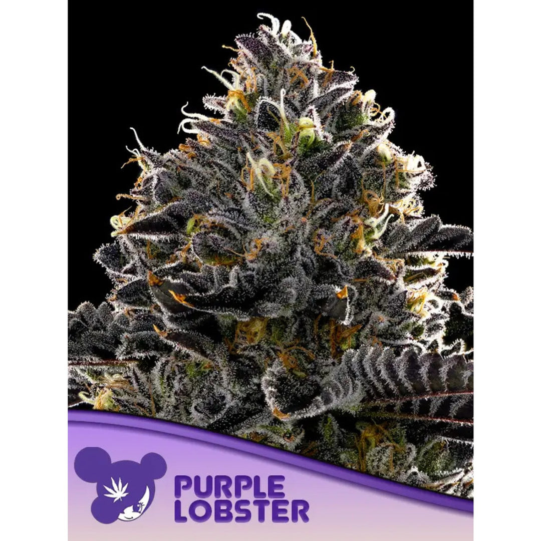Anesia Purple Lobster Fem 3St.