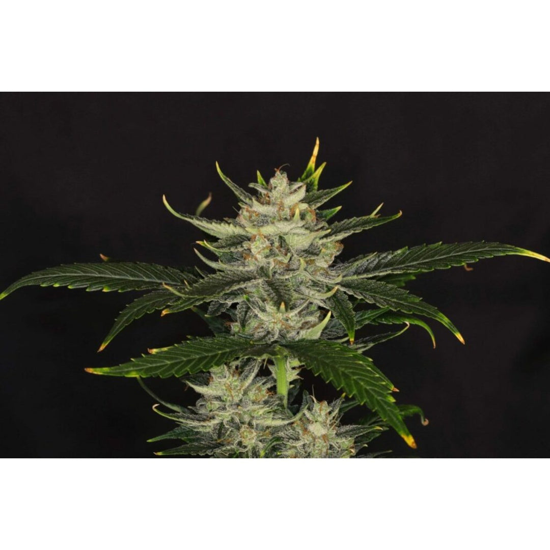Kannabia Gorilla King Auto Fem. 3St.
